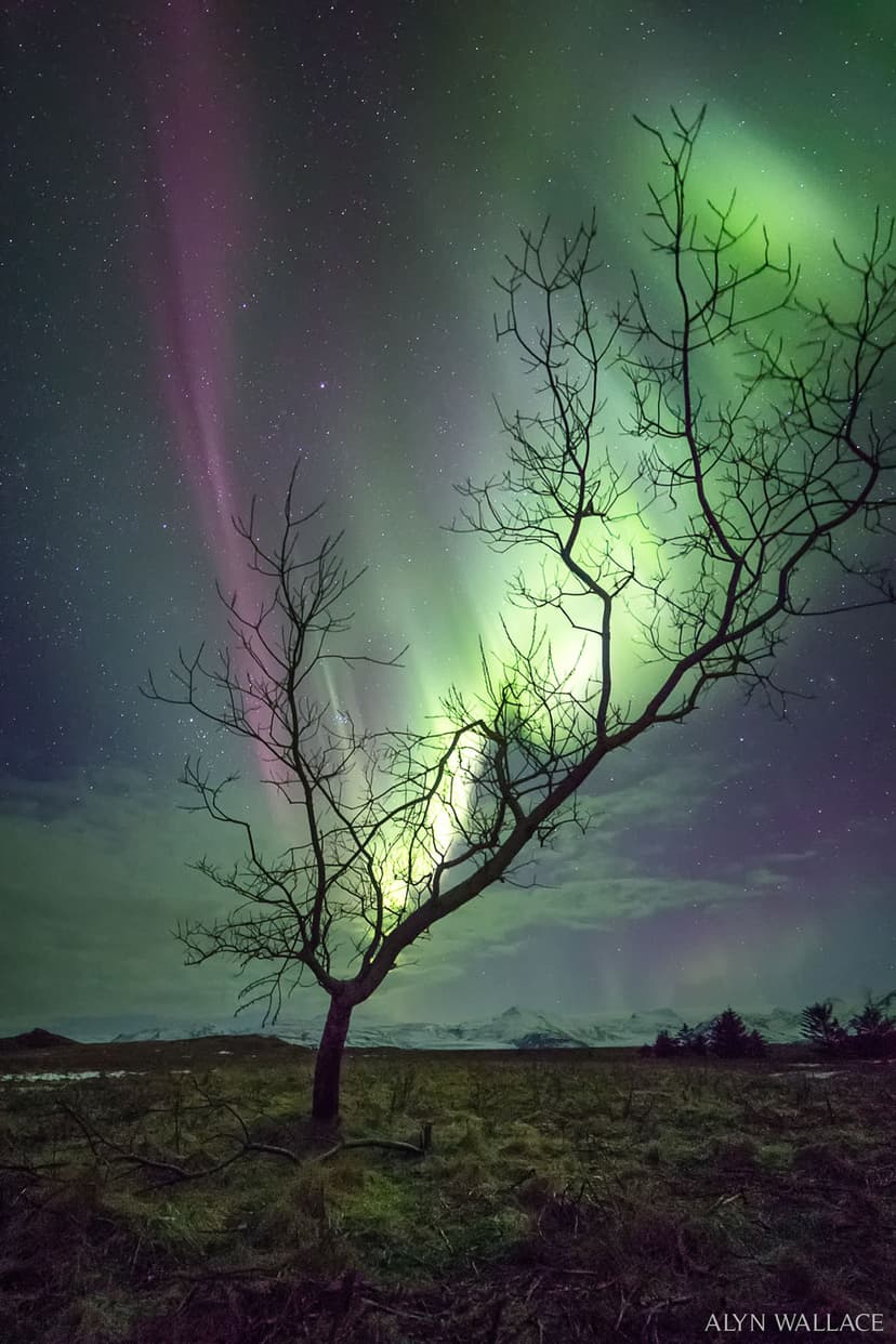 The Aurora Tree image