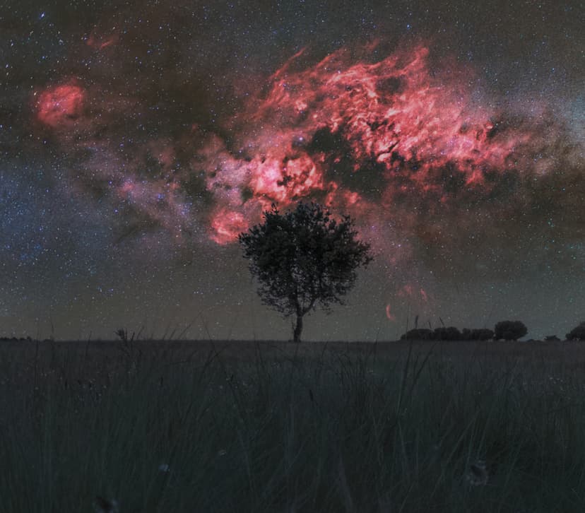 Cygnus and the Solitary Tree image