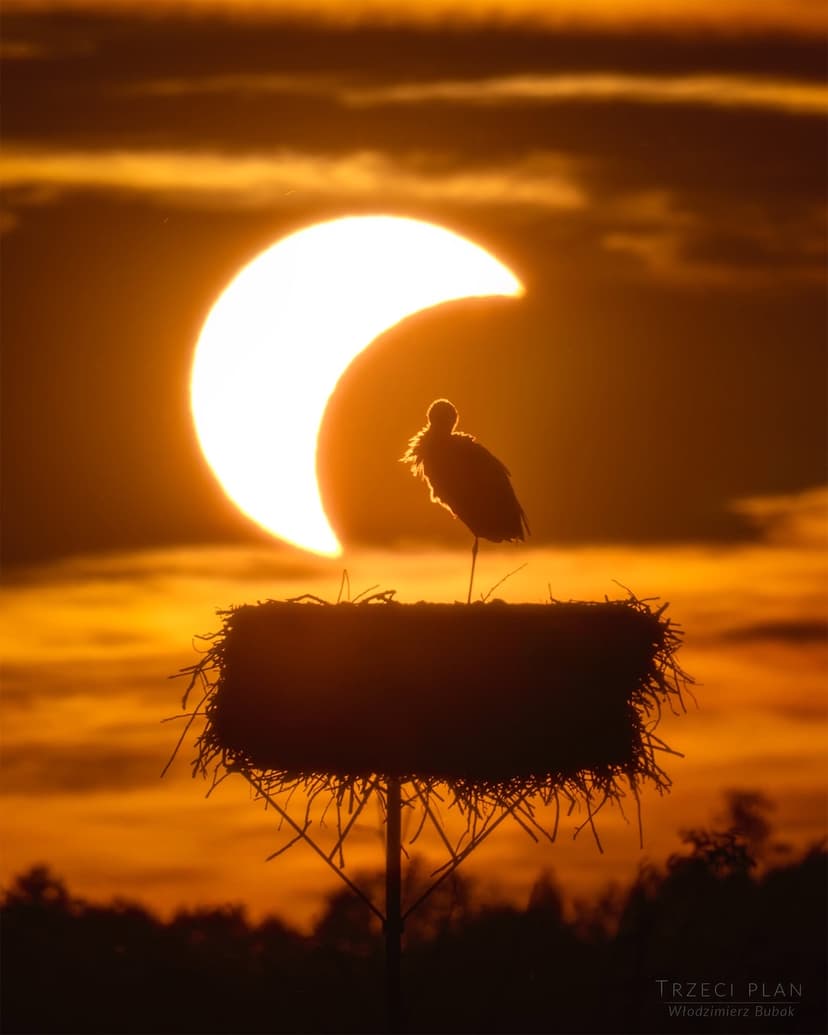 The Eclipse and the Stork image